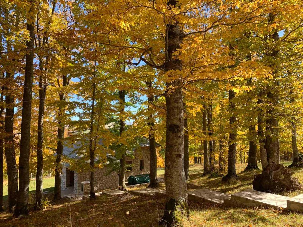 Forest Zabljak (Zabljak)
