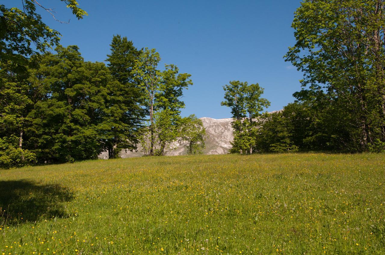 Forest * Žabljak